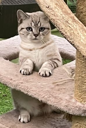 BkH Kitten, Stammbaum,geimpft,gechippt Gesundheitszeugnis