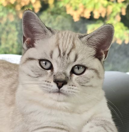 BkH Kitten, Stammbaum,geimpft,gechippt Gesundheitszeugnis