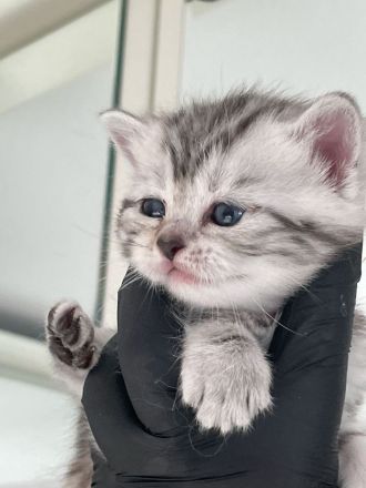 BkH Wiskaskatzen, Stammbaum,Gesundheitszeugnis