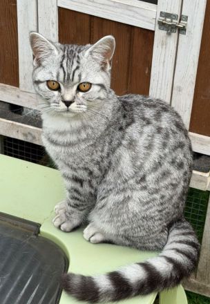 BkH Kitten dürfen ausziehen, Stammbaum,geimpft,gechippt Gesundheitszeugnis