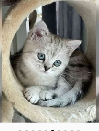 BkH Kitten, Stammbaum,geimpft,gechippt Gesundheitszeugnis