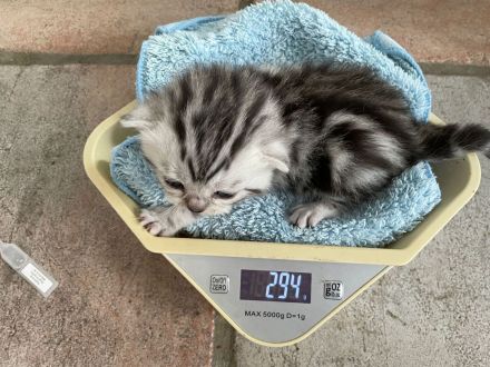 BkH Wiskaskatzen, Stammbaum,Gesundheitszeugnis