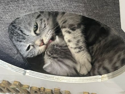 BkH Wiskaskatzen, Stammbaum,Gesundheitszeugnis