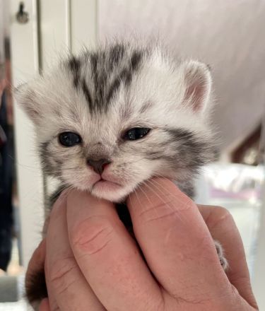 BkH Wiskaskatzen, Stammbaum,Gesundheitszeugnis