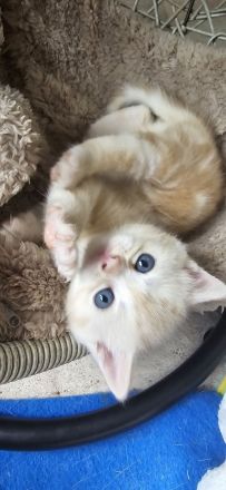 BkH Kitten, Stammbaum,geimpft,gechippt Gesundheitszeugnis