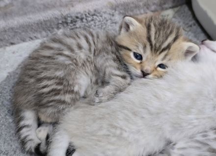 BkH Kitten sind da, Stammbaum,geimpft,gechippt Gesundheitszeugnis