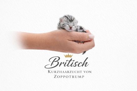 BkH Wiskaskatzen, Stammbaum,Gesundheitszeugnis