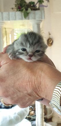 BkH Wiskaskatzen, Stammbaum,Gesundheitszeugnis