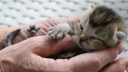 BkH Kitten, Stammbaum,geimpft,gechippt Gesundheitszeugnis