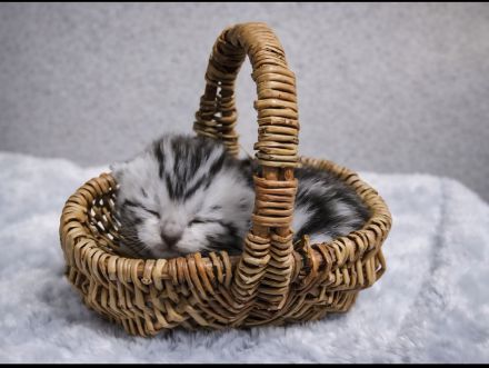 BkH Wiskaskatzen, Stammbaum,Gesundheitszeugnis