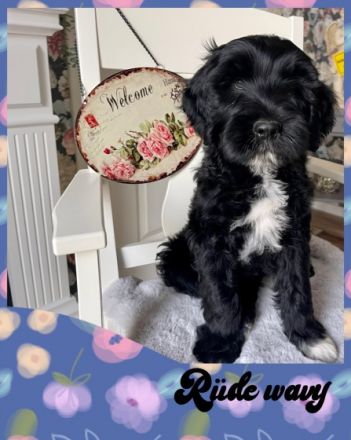 Lustige Strolche mit viel Fell ums Herz und Flausen im