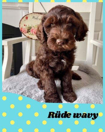 Lustige Strolche mit viel Fell ums Herz und Flausen im