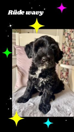 Lustige Strolche mit viel Fell ums Herz und Flausen im