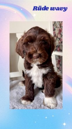 Lustige Strolche mit viel Fell ums Herz und Flausen im