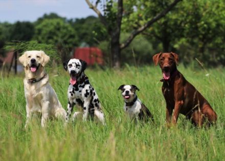 Die Gefährten Dogwalking Potsdam