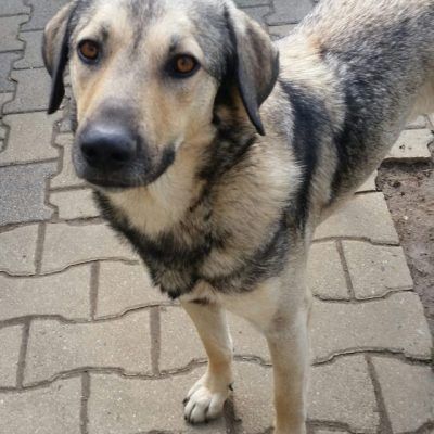 Bitte keine tel. Anfragen, ich kenne keinen der Hunde.