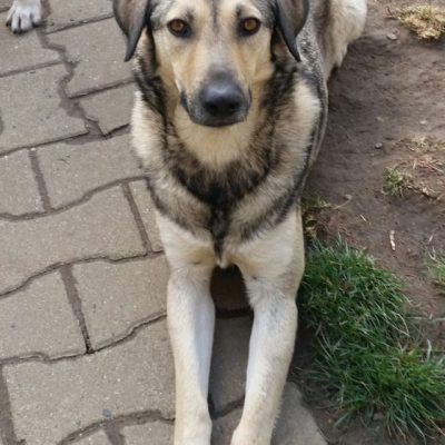 Bitte keine tel. Anfragen, ich kenne keinen der Hunde.