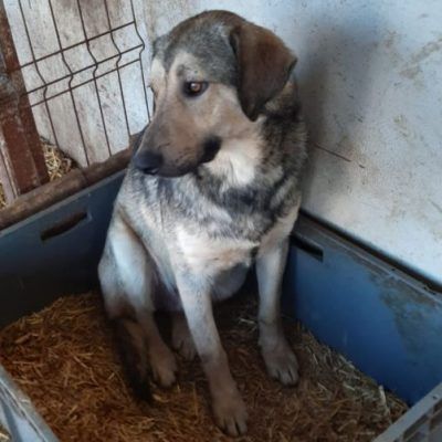 Bitte keine tel. Anfragen, ich kenne keinen der Hunde.