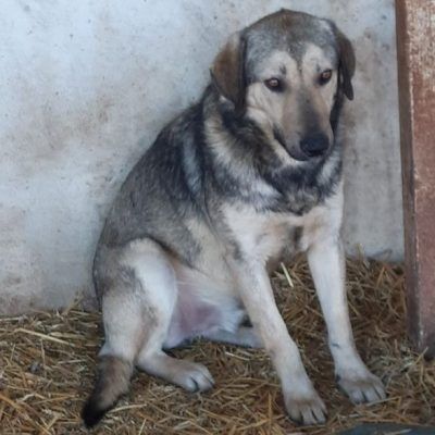 Bitte keine tel. Anfragen, ich kenne keinen der Hunde.