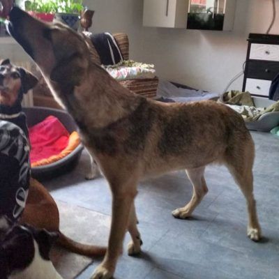 Bitte keine tel. Anfragen, ich kenne keinen der Hunde.