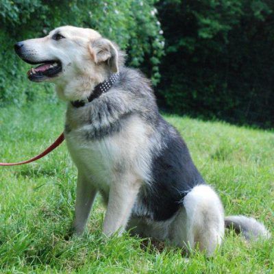 Bitte keine tel. Anfragen, ich kenne keinen der Hunde.