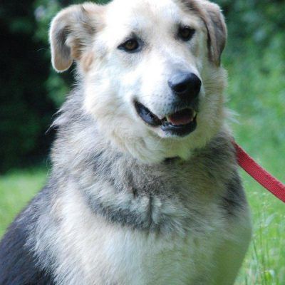 Bitte keine tel. Anfragen, ich kenne keinen der Hunde.