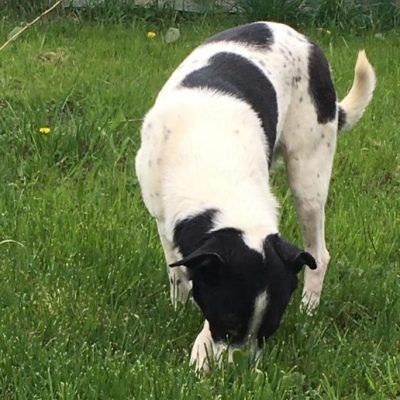 Name: Blanco haben wir aus Constanta gerettet; er war