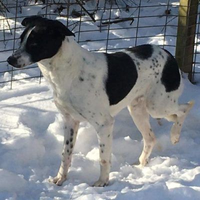 Name: Blanco haben wir aus Constanta gerettet; er war