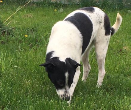 Name: Blanco haben wir aus Constanta gerettet; er war