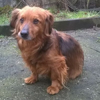 Name: Happy Wurfdatum: 12.04.2017 Größe: klein, ca.10