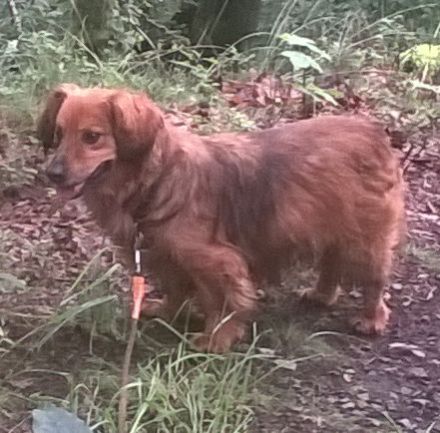 Name: Happy Wurfdatum: 12.04.2017 Größe: klein, ca.10