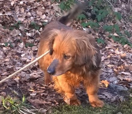 Name: Happy Wurfdatum: 12.04.2017 Größe: klein, ca.10