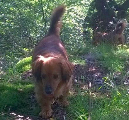 Name: Happy Wurfdatum: 12.04.2017 Größe: klein, ca.10