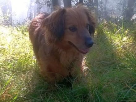 Name: Happy Wurfdatum: 12.04.2017 Größe: klein, ca.10