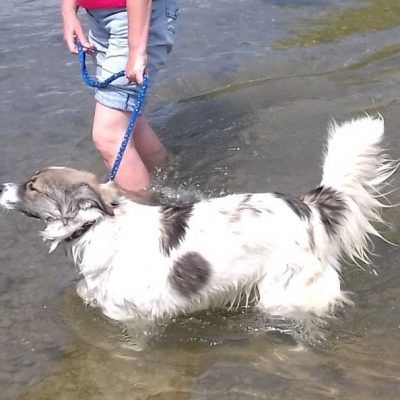 Bitte keine tel. Anfragen. Morag vermitteln wir nicht