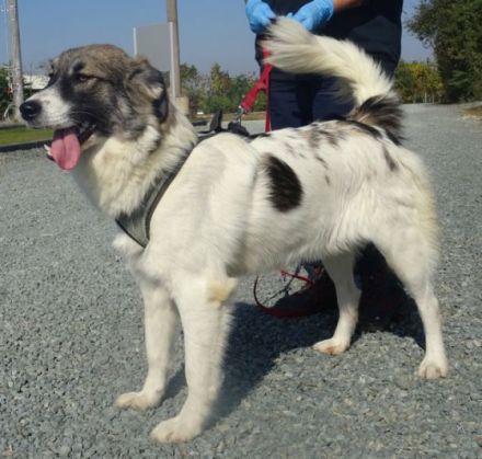 Bitte keine tel. Anfragen. Morag vermitteln wir nicht