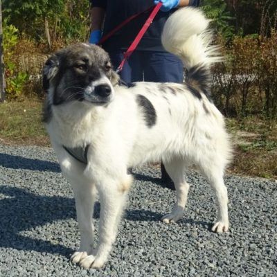 Bitte keine tel. Anfragen. Morag vermitteln wir nicht