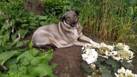 Seramis vermitteln wir nicht in Etagenwohnungen. Er