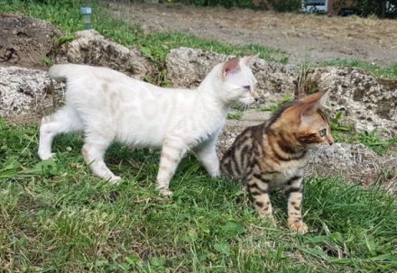 Geboren am 10.08.2021 Es sind 3 Weibchen. 1 Männchen in