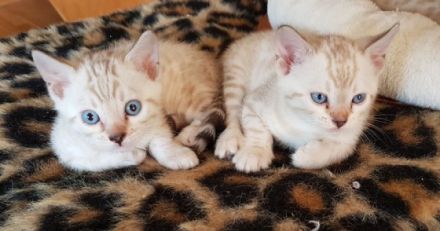 Geboren am 10.08.2021 Es sind 3 Weibchen. 1 Männchen in