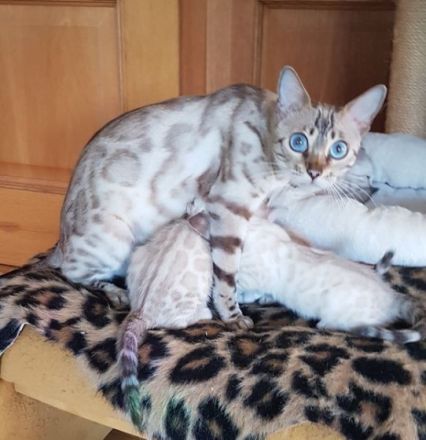 Geboren am 10.08.2021 Es sind 3 Weibchen. 1 Männchen in