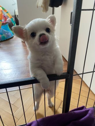 Chihuahua Zucht von der Kieler Förde