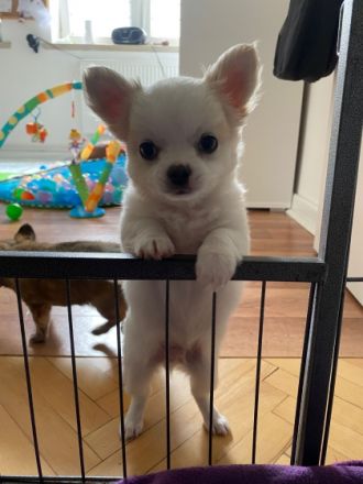 Chihuahua Zucht von der Kieler Förde