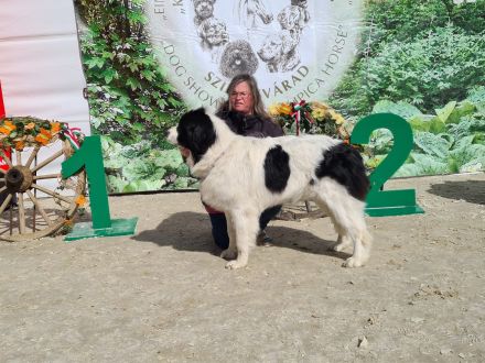 Unsere Welpen vom 02.09.2022 haben bereits ihre Familien gefunden