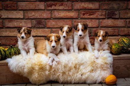 vom Campemoorer Colliehof