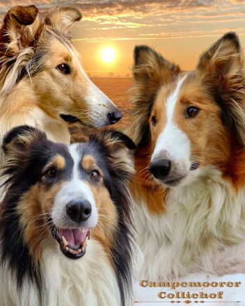 vom Campemoorer Colliehof