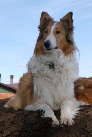 vom Campemoorer Colliehof