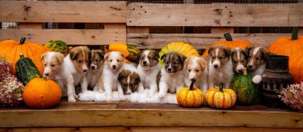 vom Campemoorer Colliehof