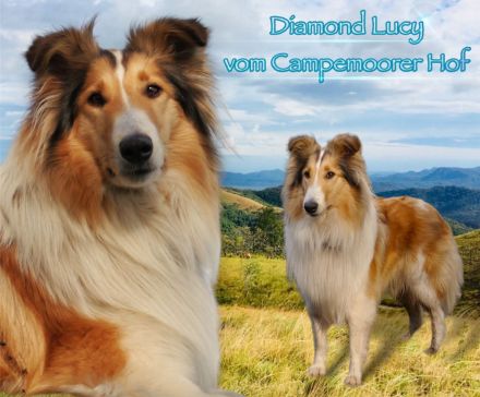 vom Campemoorer Colliehof