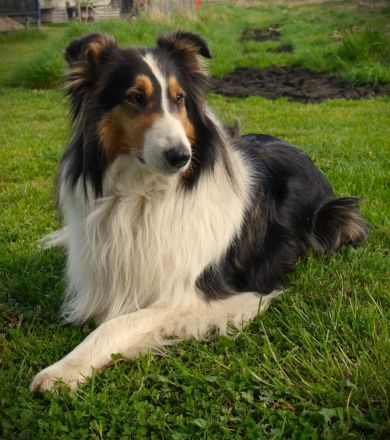 vom Campemoorer Colliehof